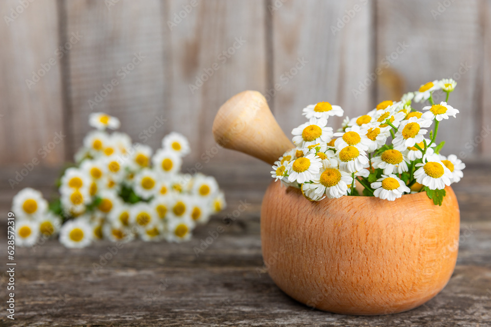 Chamomile flowers in mortar on a textured wooden table. Healing herbs. Alternative medicine. Healing. Homeopathy.Natural herbal organic cosmetics concept.Natural tea.Place for text. Copy space. Chamomile flowers in mortar on a textured wooden table. Healing herbs. Alternative medicine. Healing. Homeopathy.Natural herbal organic cosmetics concept.Natural tea.Place for text. Copy space.