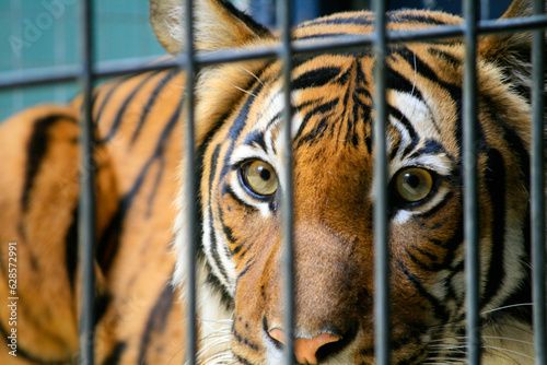locked-in beauty, tiger behind bars