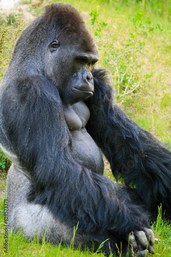 Western lowland gorilla, silverback, sitting