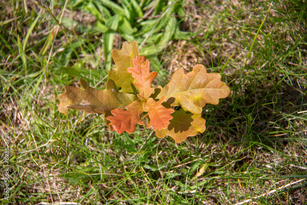 Oak seedling seen from aboveat Heartwood Native Tree Arboretum Oak seedling seen from aboveat Heartwood Native Tree Arboretum