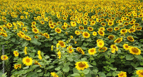 Sunflowers field, summer yellow flowers