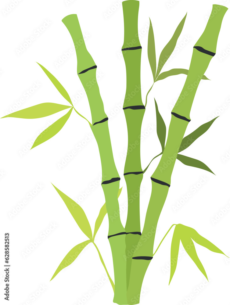 Obraz premium Hand drawn bamboo stem and leaves. Botanical illustration isolated on white background. Vector art