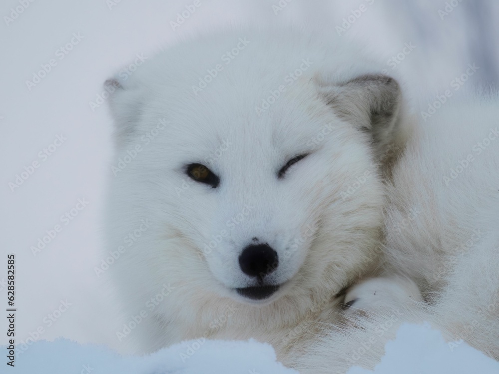 AI-generated illustration of a white fox in a tranquil winter scene AI-generated illustration of a white fox in a tranquil winter scene