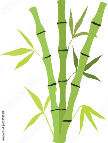 Fototapeta Naklejka Na Ścianę i Meble -  Hand drawn bamboo stem and leaves. Botanical illustration isolated on white background. Vector art