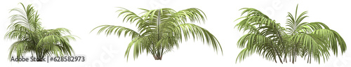 Set of Parlor palm with isolated on transparent background. PNG file, 3D rendering illustration, Clip art and cut out
