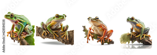 Beautiful rare green frog on transparent background for decoration project about nature