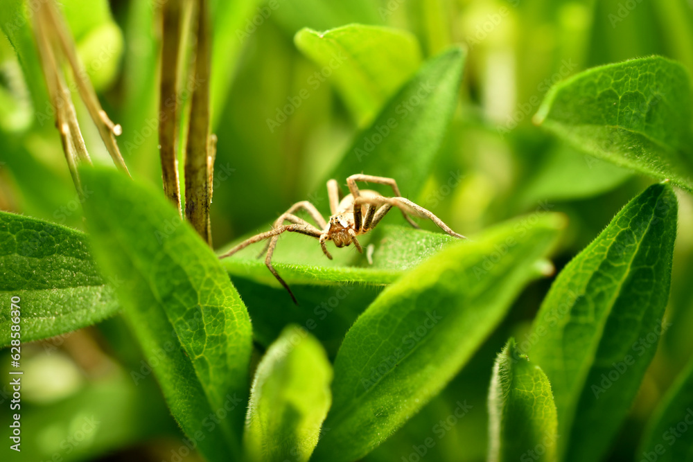 Close Up of Jumping Spider, Leaf Spider or Ground Spider that comes out on the leaves in the morning looking for small insects that pass nearby Close Up of Jumping Spider, Leaf Spider or Ground Spider that comes out on the leaves in the morning looking for small insects that pass nearby