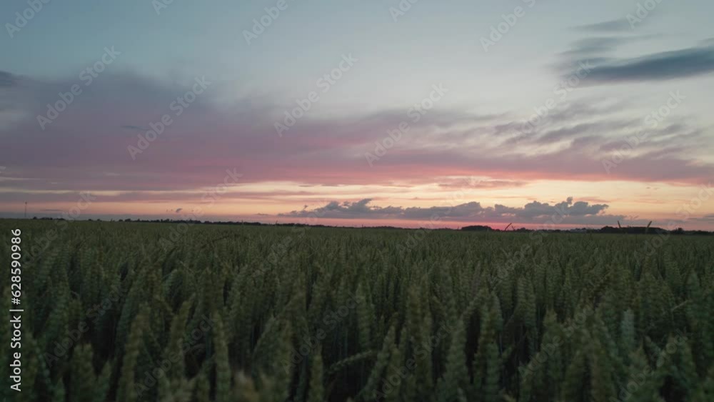 Ears of grain in a farm field visible at sunset. Ears of grain in a farm field visible at sunset.