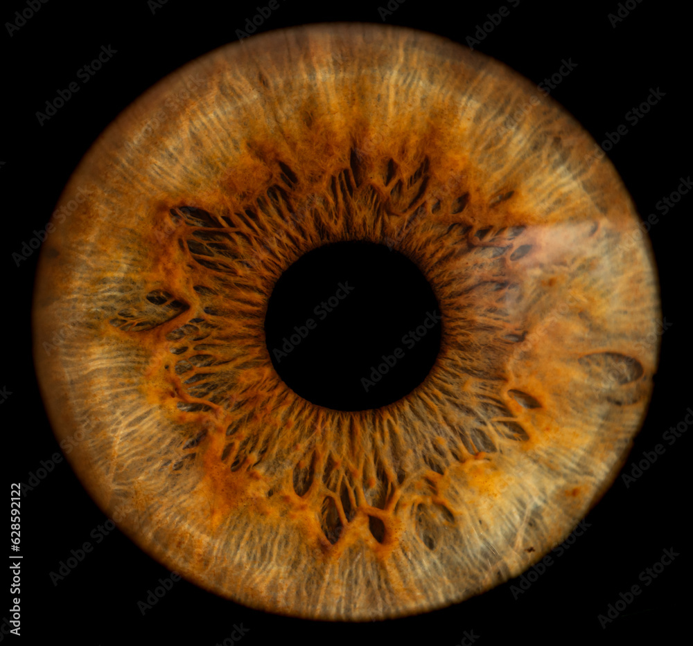 Human eye Human eye