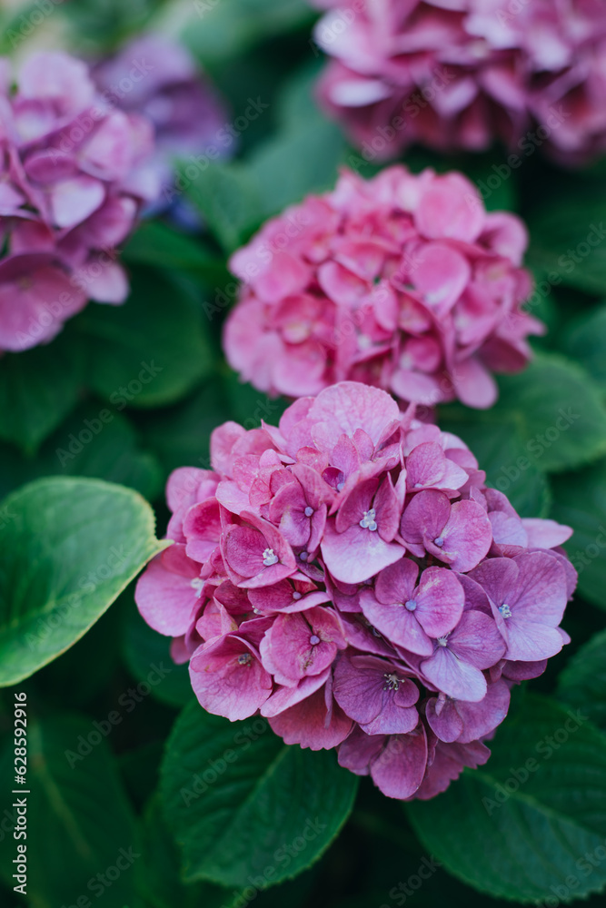 Amazing pink Hydrangea flowers in a garden. Amazing pink Hydrangea flowers in a garden.