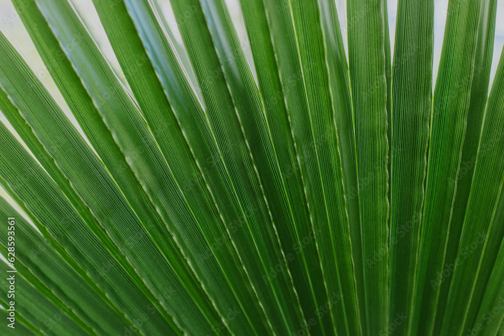 Fresh palm leaf in a sunlight. Concept green plant background. Fresh palm leaf in a sunlight. Concept green plant background.