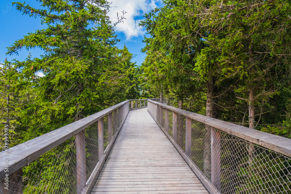 Forest canopy walkway footpath above treetops, outdoor adventure on Rogla, Slovenia