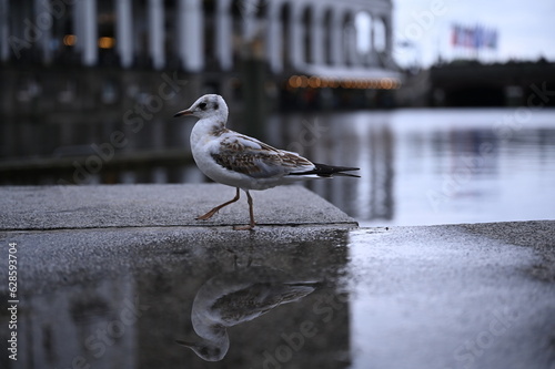 Möwe vor Wasserpfütze mit Spiegelung in Hamburg