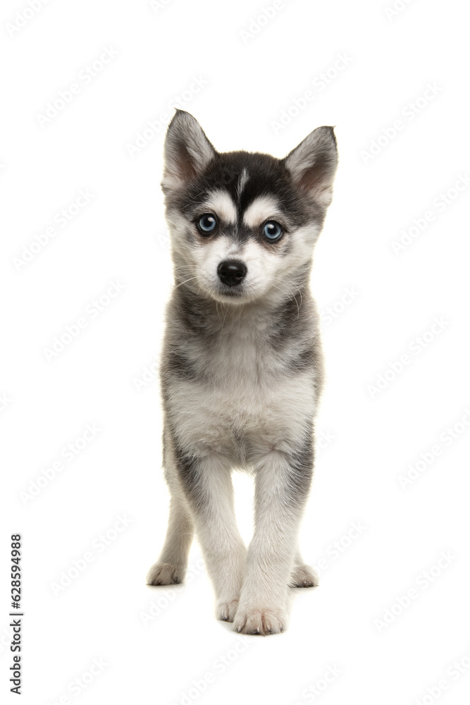 Pretty pomsky puppy dog with blue eyes looking at the camera standing on a white background seen form the front Pretty pomsky puppy dog with blue eyes looking at the camera standing on a white background seen form the front