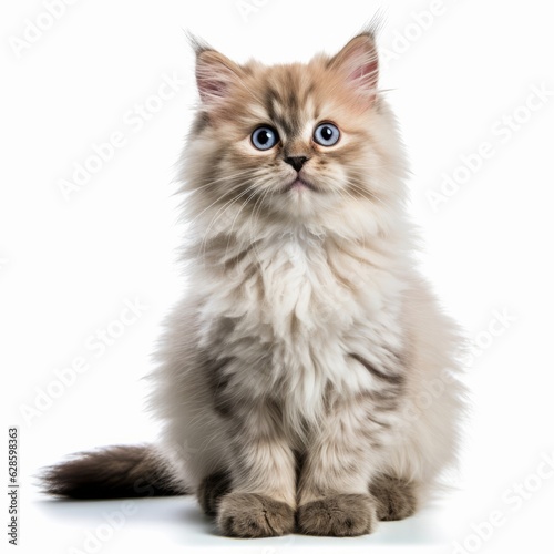 a fluffy kitten with blue eyes sitting on a white background