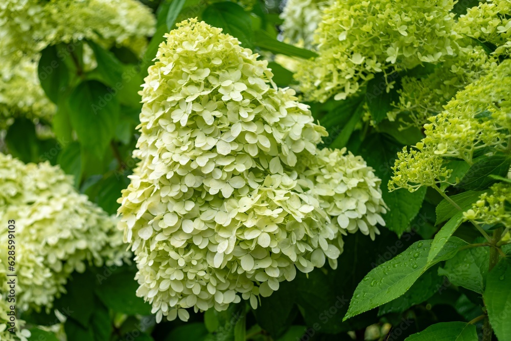 close up of a plant namend Hydrangea arborescens with white flower close up of a plant namend Hydrangea arborescens with white flower