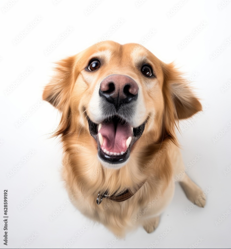 a golden retriever is looking up at the camera