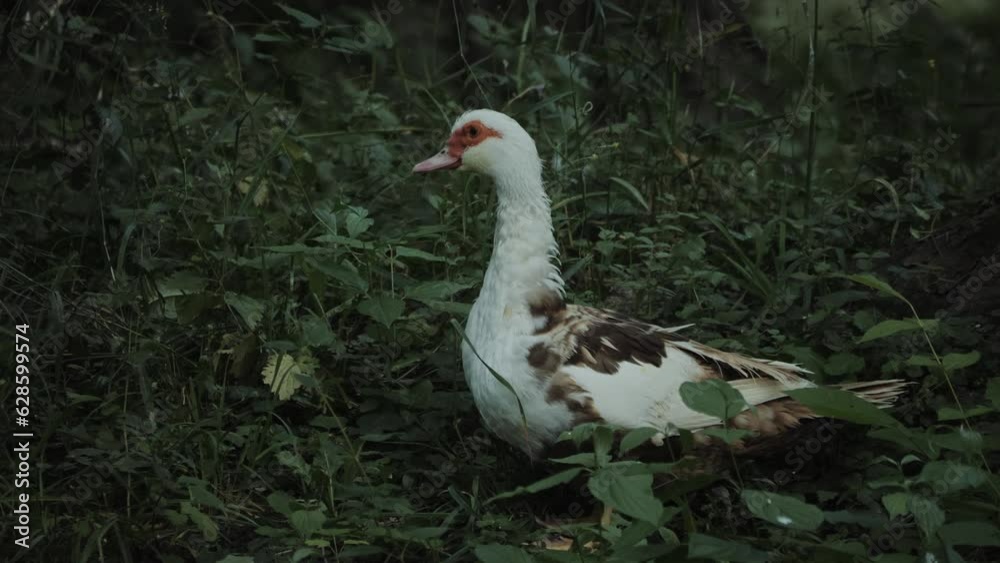 Muscovy Ducks. Farm bird. Poultry farming. Duck in wildlife close-up. Muscovy Ducks. Farm bird. Poultry farming. Duck in wildlife close-up.