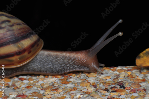Closeup of garden snail with a striped shell on sand stone floor. A large brown mollusk with a brown striped shell. Macro of Roman snail head with antenna.