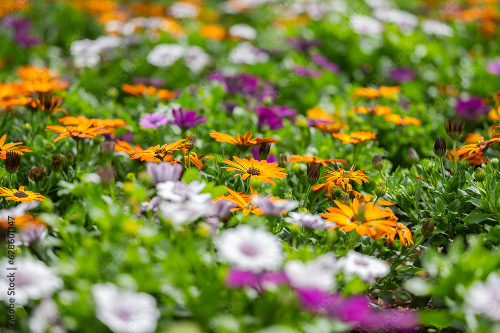 Obraz premium Osteospermum Flower