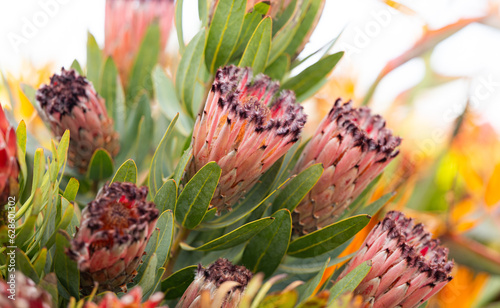 beautiful leucospermum flowers close up