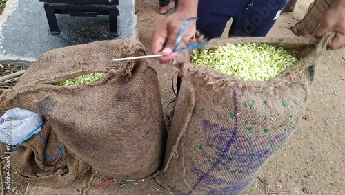 A man sewing a sacks filled with fresh jasmine flower buds to export to market photo