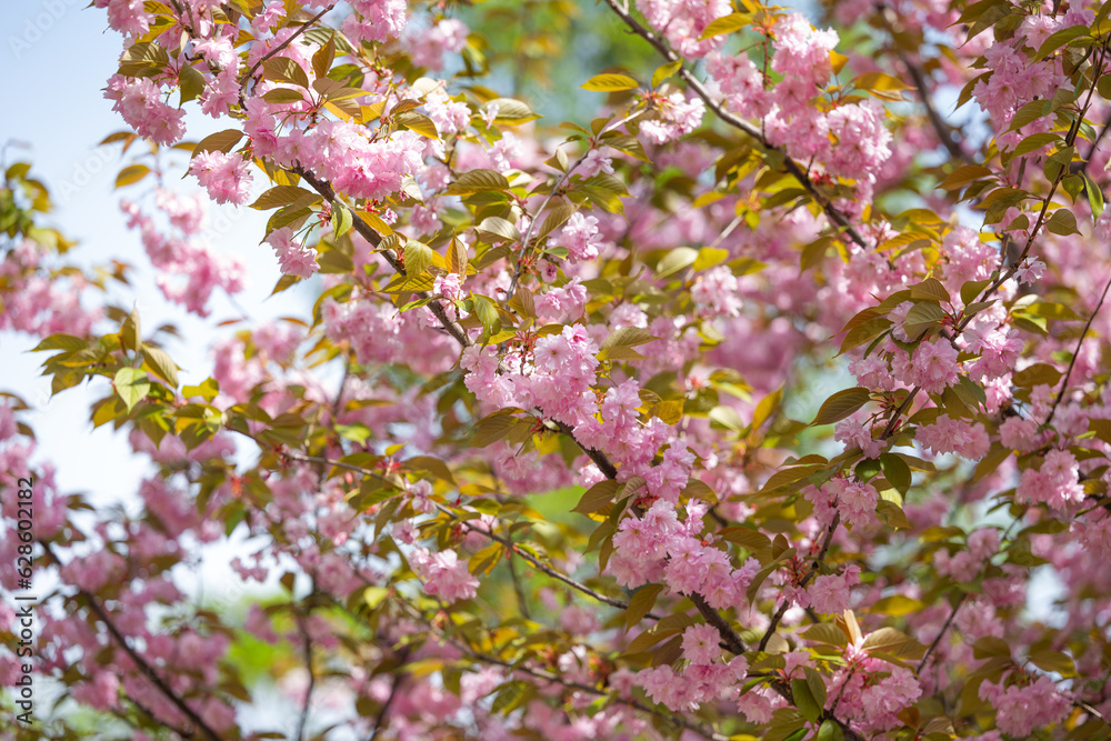 blooming sakura tree with pink flowers in spring blooming sakura tree with pink flowers in spring
