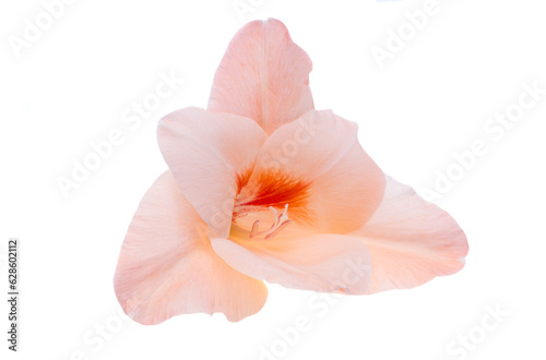 gladiolus flower isolated