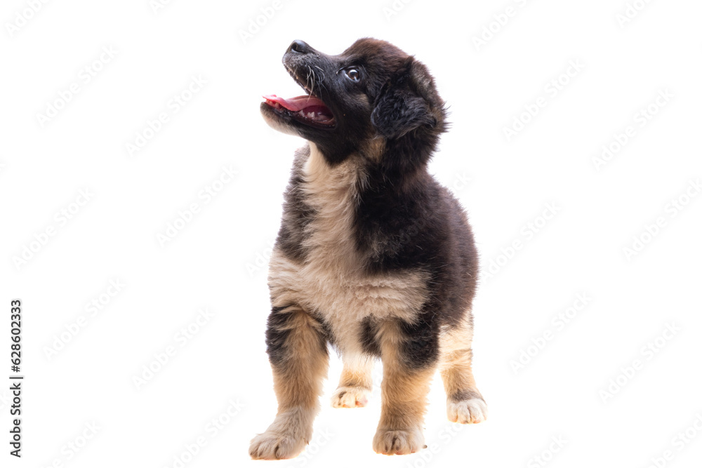 Fototapeta premium puppy isolated