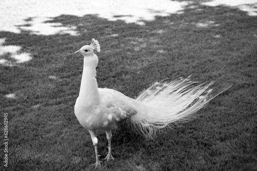 White leucistic Indian peacock (Pavo cristatus) with bright feather plumage. Portrait of rare peafowl bird in  garden park on “Isola bella“ botanical garden in Stresa, Italy. Black and white greyscale photo