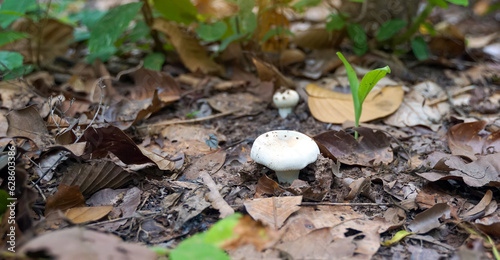 Billede på lærred Wild mushrooms grow in the northern forests of Thailand during the rainy season