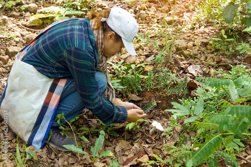 Asian female forest explorer takes pictures of wild mushrooms and collects mushroom samples for study. Such as species, forest environment suitable for growth. to contribute to forest conservation.