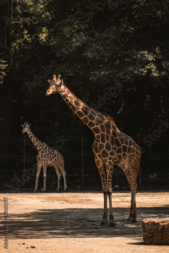 Photography Columbia' Zoo