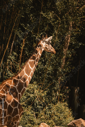 Photography Columbia' Zoo
