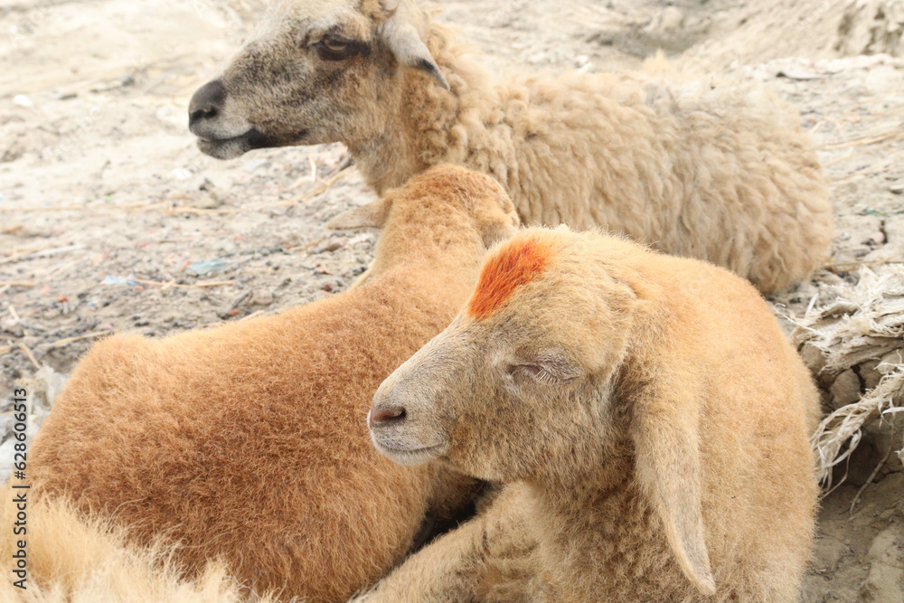 Obraz premium Sheep group on farm for harvest