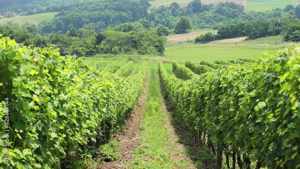 Beautiful view of vineyard. Fresh green rows of vine in the countryside Beautiful view of vineyard. Fresh green rows of vine in the countryside