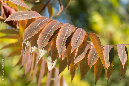 Brown leaf of сanadian sumac in autumn garden. Rhus tree of family anacardiaceae. Orange leave of deciduous shrub. Spice from ground berries of type sumac. Autumn foliage pattern. Natural background. photo