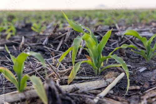 continuous corn