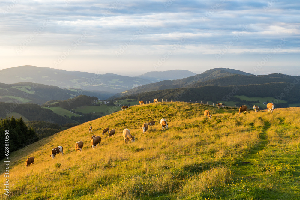 Cows grazing on a mountain pasture in early morning sunshine