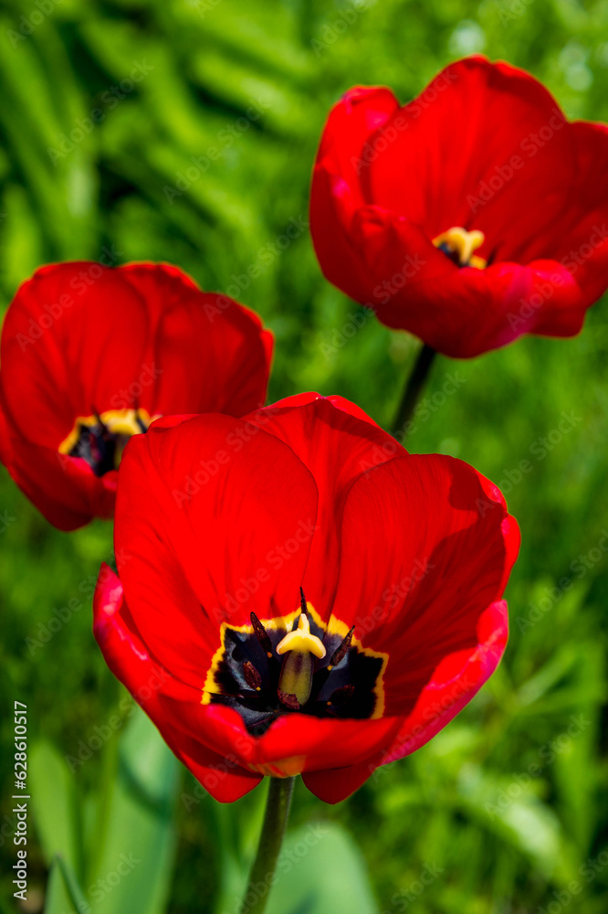 flowers garden red tulips, natural floral background flowers garden red tulips, natural floral background