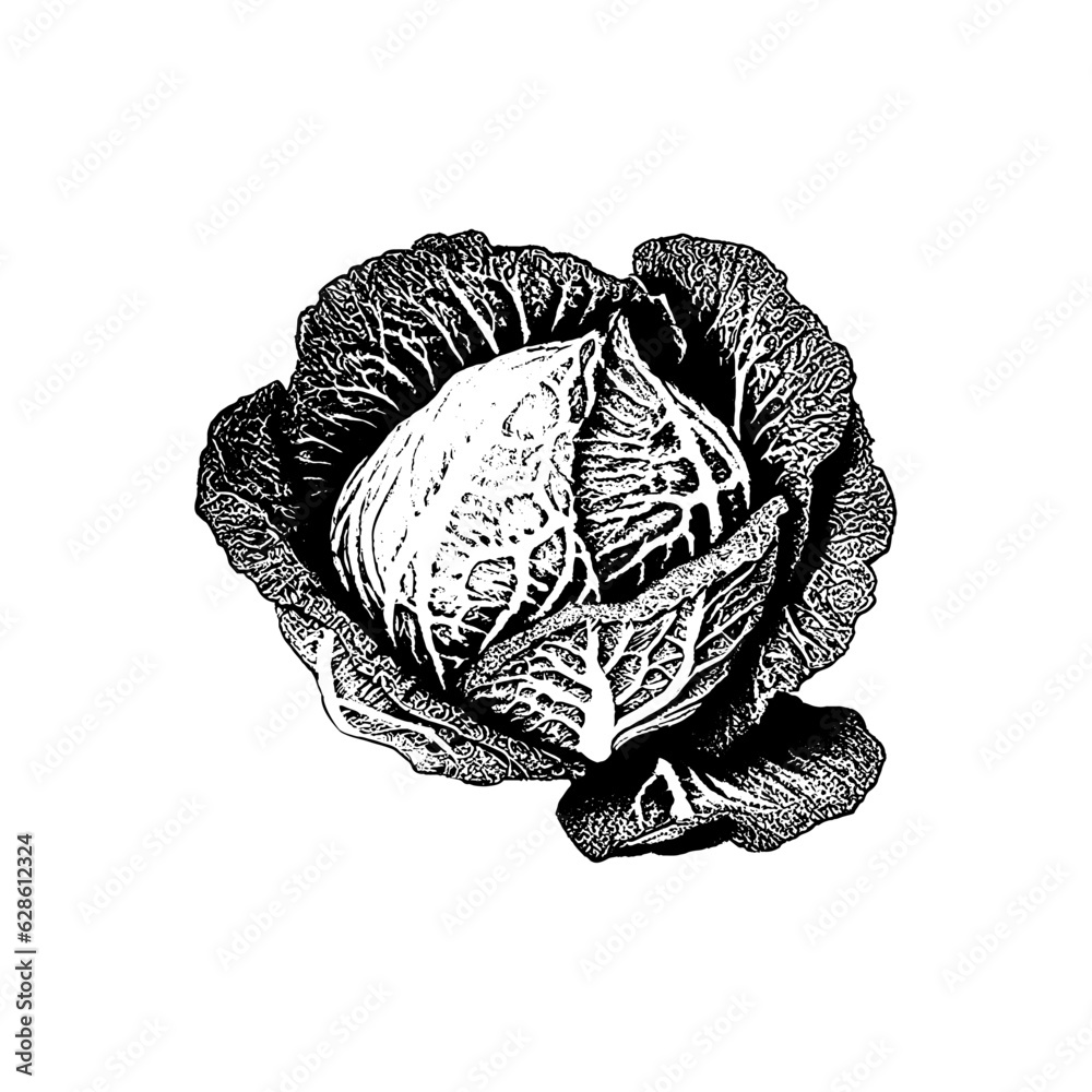 Cabbage Head Engraved Hand Drawn Sketch Closeup Vector Illustration