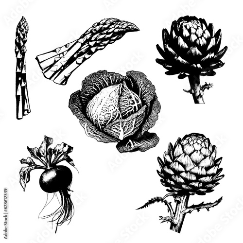 Ripe Vegetables Engraved Hand Drawn Sketch Vector Set