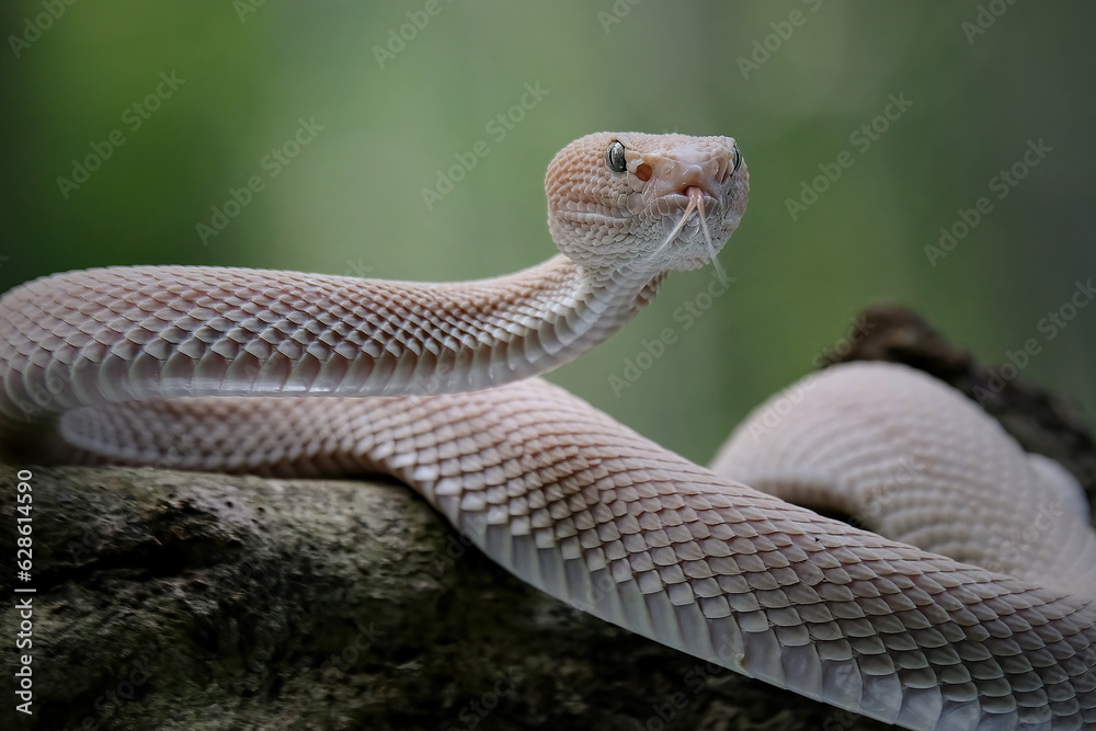 Fototapeta premium pit viper on a branch