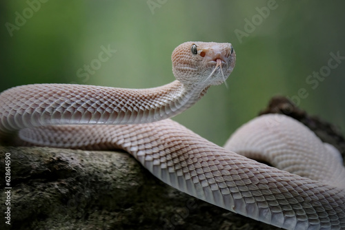 pit viper on a branch