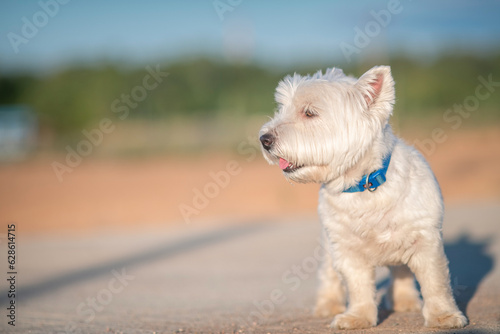 Portrait of a beautiful thoroughbred west highland white terrier on a walk.