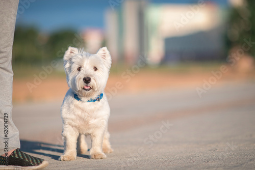 Portrait of a beautiful thoroughbred west highland white terrier on a walk.