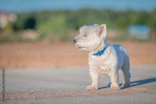 Portrait of a beautiful thoroughbred west highland white terrier on a walk. © shymar27