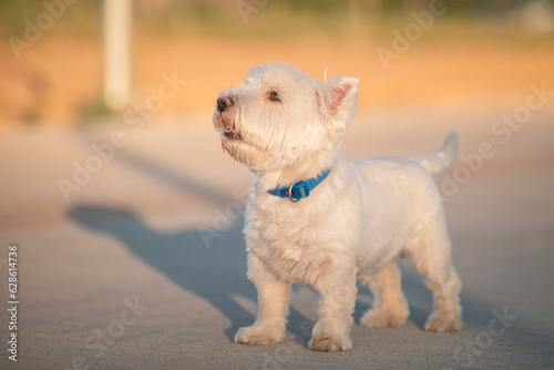 Portrait of a beautiful thoroughbred west highland white terrier on a walk.