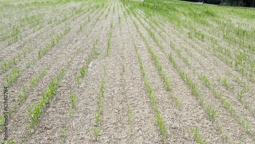 Overflight of corn field with drought damage