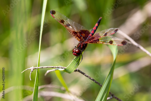 A ruby meadowhawk dragonfly with a broken wing resting on a plant along the shores of a lake in northern Ontario. photo